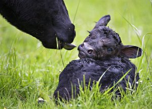 So bewerben Sie sich mit der Salbe Solcoseryl